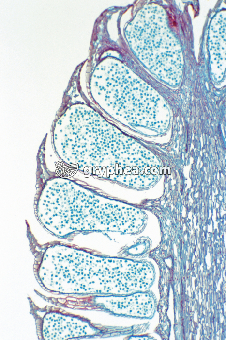 Pin - Cône de Pin mâle CL x7 - gryphea.com